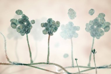 Stachybotrys Chartarum kalıp