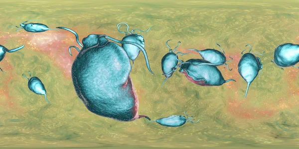 Trichomonas vaginalis protozoan, 360 degree panorama view — Stock Photo, Image