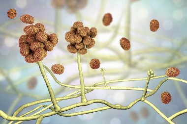 Stachybotrys Chartarum kalıp