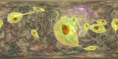 Trichomonas vaginalis protozoan, 360 derece küresel panorama