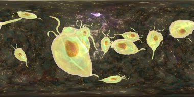 Trichomonas vaginalis protozoan, 360 derece küresel panorama