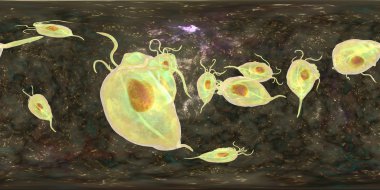 Trichomonas vaginalis protozoan, 360-degree spherical panorama clipart