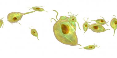 Trichomonas vaginalis protozoan, 360-degree spherical panorama clipart