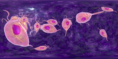 Trichomonas vaginalis protozoan, 360 derece küresel panorama