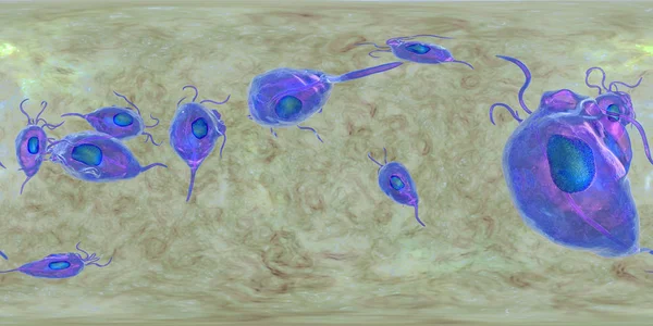 Trichomonas vaginalis protozoario, panorama esférico de 360 grados — Foto de Stock