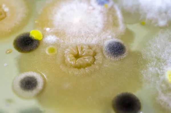 KOLONIE różnych bakterii i form — Zdjęcie stockowe