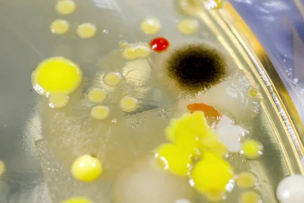KOLONIE różnych bakterii i grzybów pleśni — Zdjęcie stockowe