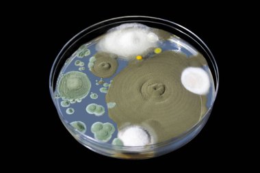 Kapalı havadan yetiştirilen küf mantarkolonileri