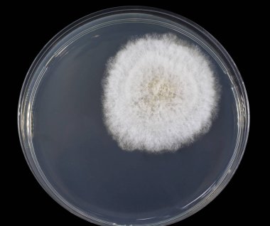 Kapalı havadan yetiştirilen küf mantarı kolonisi