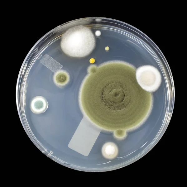 실내 공기에서 재배 곰팡이 곰팡이의 식민지 — 스톡 사진