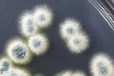 Sabouraud Dekstroz Agar üzerinde Penisillium mantar kolonileri