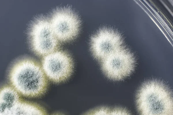 KOLONIE grzybów Penicillium na agar Sabouraud dextrose — Zdjęcie stockowe