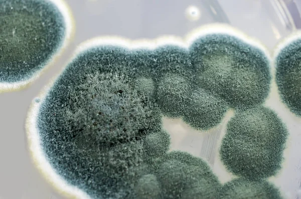 Sabouraud Dekstroz Agar üzerinde Penisillium mantar kolonileri — Stok fotoğraf