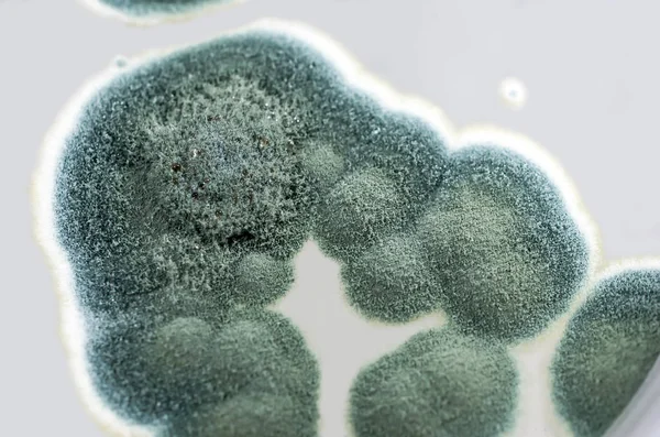 Kolonie plísní rodu Penicillium na Sabouraud dextrose agar — Stock fotografie