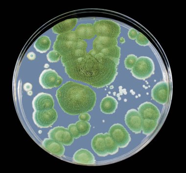 Colonies of Penicillium fungi on Sabouraud Dextrose Agar clipart