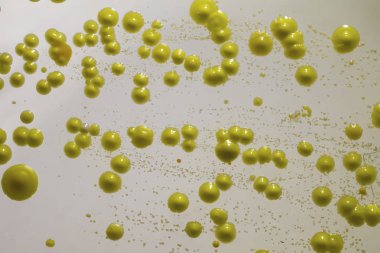 Deri yaymından yetişen bakteriler