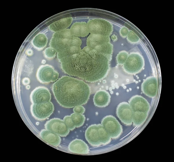 Colonie di funghi Penicillium su Sabouraud Destrosio Agar — Foto Stock