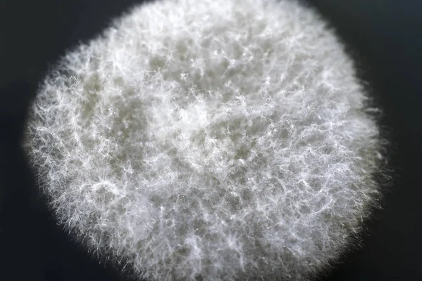 Kolonie plísní pěstovaných z vnitřního ovzduší — Stock fotografie