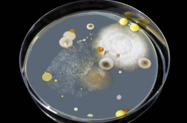 Colonies of mold fungi cultivated from indoor air clipart