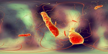 Clostridium difficile bakteri, 360 derece küresel panorama görünümü