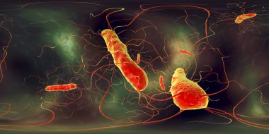 Clostridium difficile bakteri, 360 derece küresel panorama görünümü