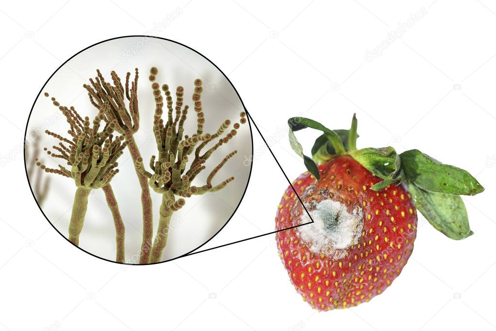 Strawberry with molds and closeup view of mold fungi Penicillium responsible for food spoilage