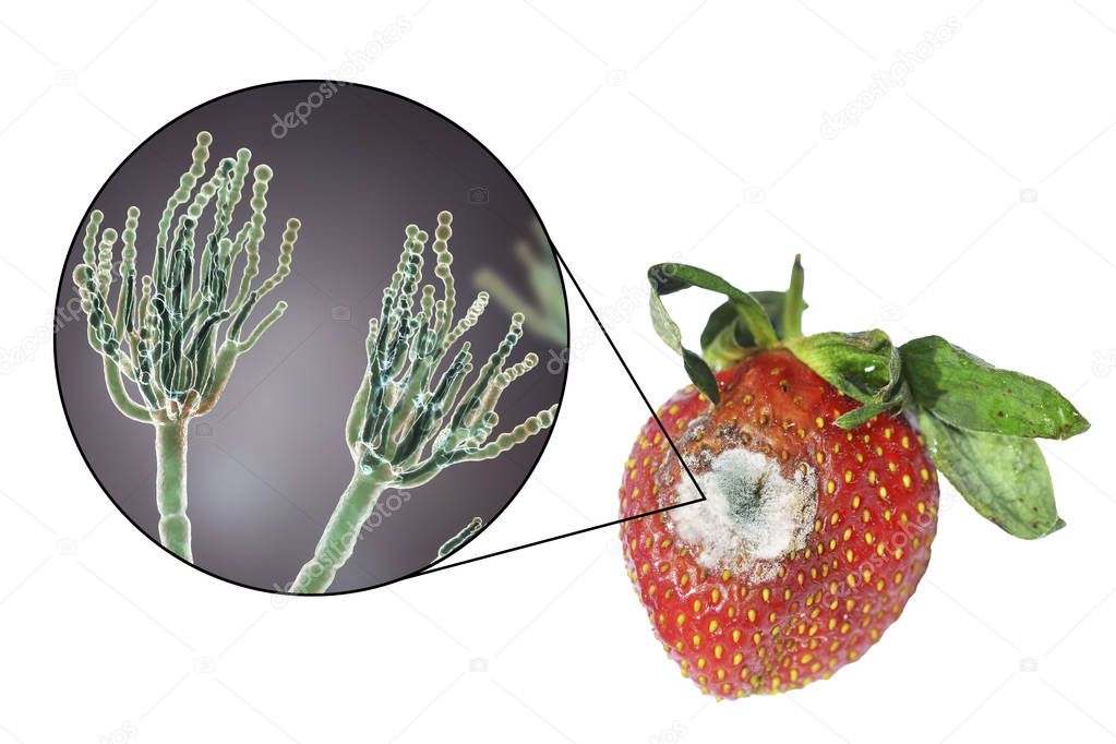 Strawberry with molds and closeup view of mold fungi Penicillium responsible for food spoilage