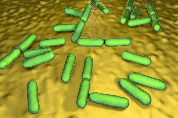 Probiotic bacteria Bacillus clausii — Stock Photo, Image