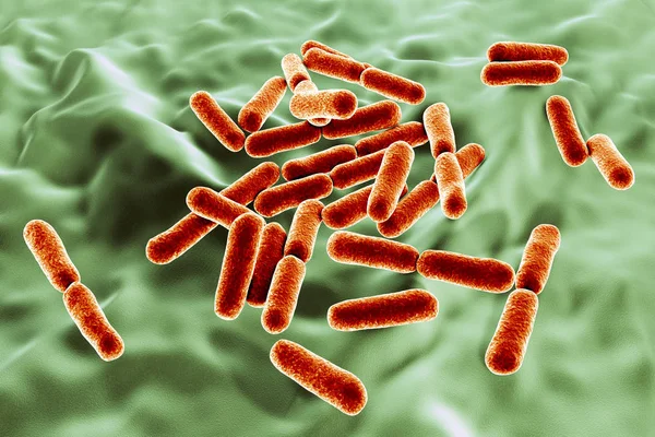 Batteri probiotici Bacillus clausii — Foto Stock