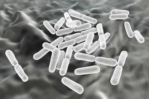 Probiotic bacteria Bacillus clausii