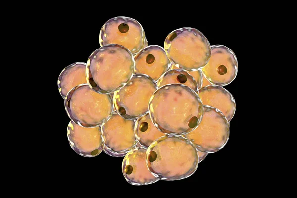 Fat cells, or adipose cells