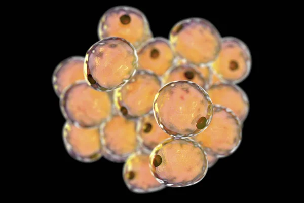 Fat cells, or adipose cells