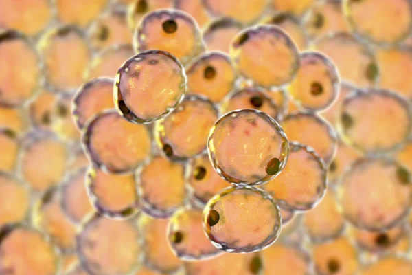 Células gordas ou células adiposas — Fotografia de Stock