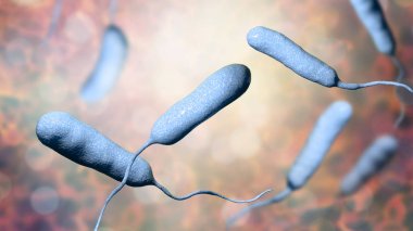 Bakteri Vibrio vulnificus, ciddi deniz ürünleri ile ilgili enfeksiyonların etken ajan