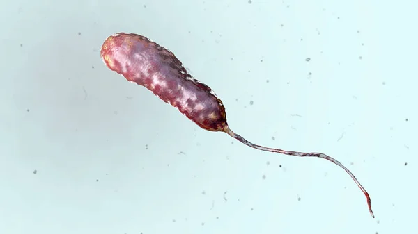 Bakterium vibrio vulnificus, der Erreger schwerer Infektionen im Zusammenhang mit Meeresfrüchten — Stockfoto