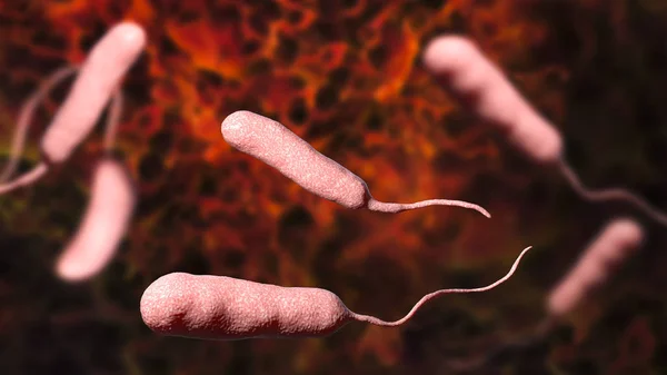 Bakterium vibrio vulnificus, der Erreger schwerer Infektionen im Zusammenhang mit Meeresfrüchten — Stockfoto