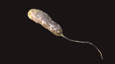 Bakteri Vibrio vulnificus, ciddi deniz ürünleri ile ilgili enfeksiyonların etken ajan