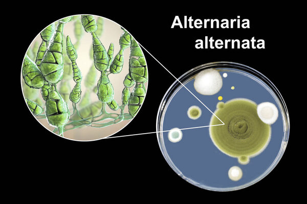 Mold Alternaria alternata, illustration and photo of colony on nutrient medium