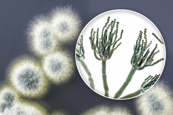 Penicillium μούχλα μύκητες, απεικόνιση και φωτογραφία της αποικίας που καλλιεργείται σε θρεπτικό μέσο — Φωτογραφία Αρχείου