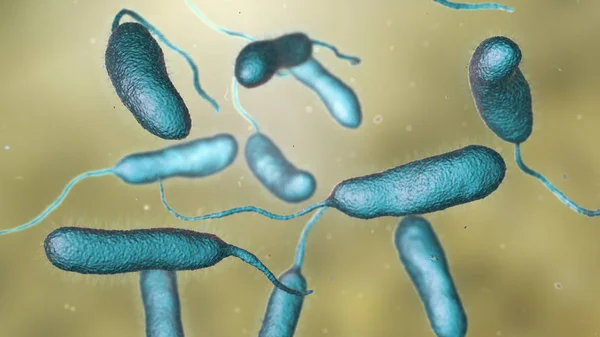 Bacterium Vibrio vulnificus, el agente causal de infecciones graves relacionadas con los mariscos — Foto de Stock