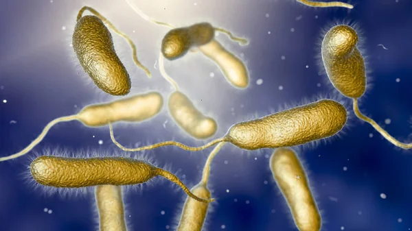 Bacterium Vibrio vulnificus, el agente causal de infecciones graves relacionadas con los mariscos — Foto de Stock