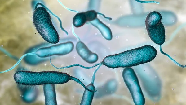 Bacterium Vibrio vulnificus, el agente causal de infecciones graves relacionadas con los mariscos — Foto de Stock