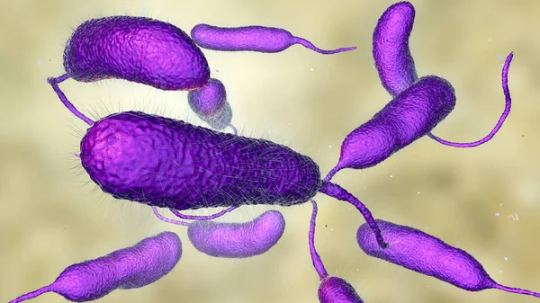 Bacterium Vibrio vulnificus, el agente causal de infecciones graves relacionadas con los mariscos — Foto de Stock