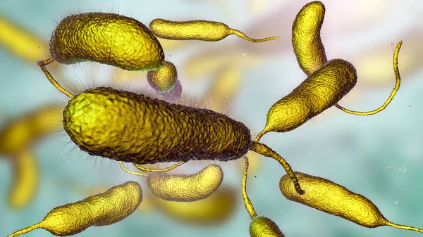 Bacterium Vibrio vulnificus, o agente causador de infeções graves relacionadas com o marisco — Fotografia de Stock