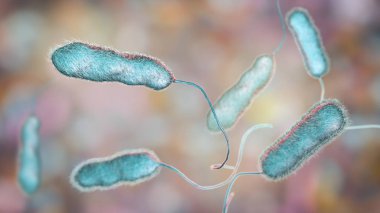 Lejyonella pnömofili bakterisi. Lejyoner hastalığının sebebi.