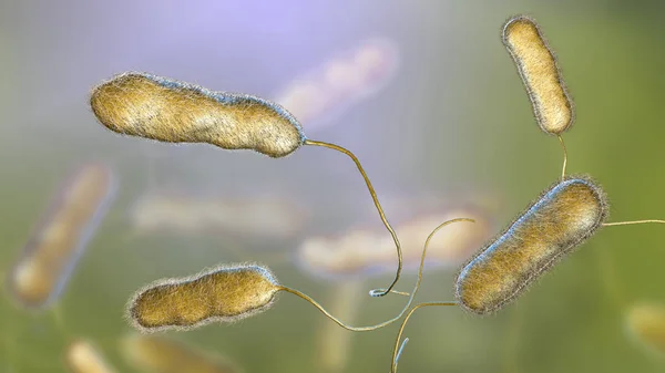 Legionella pneumophila bacterium, som orsakar legionärssjuka — Stockfoto