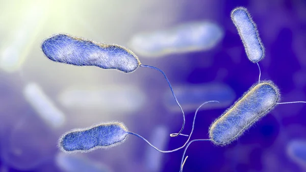 Legionella pneumophila bacterium, l'agente causale della malattia di Legionnaire — Foto Stock