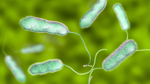 Legionella pneumophila bacterium, agente causante de la enfermedad de Legionella. — Foto de Stock