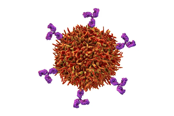 B細胞と抗体 3Dイラスト 免疫の原則 — ストック写真