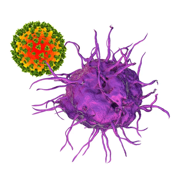 Inmunidad Antiviral Célula Dendrítica Que Une Virus Ilustración — Foto de Stock